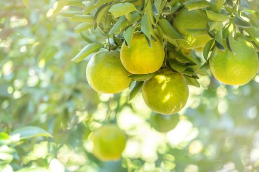 Fresh ripe tangerine mandarin orange on the tree in the orange garden orchard with backlight of sun.