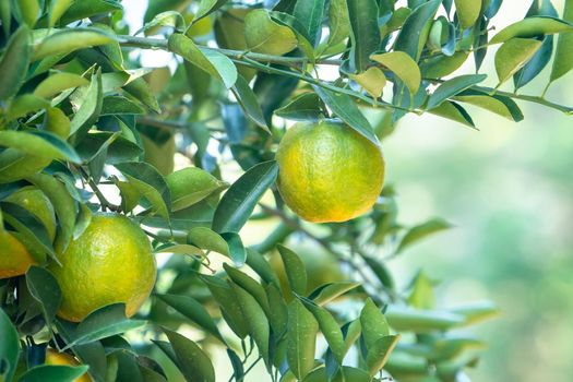 Fresh ripe tangerine mandarin orange on the tree in the orange garden orchard with backlight of sun.