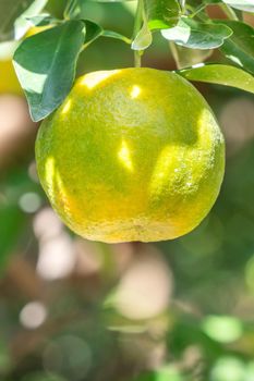 Fresh ripe tangerine mandarin orange on the tree in the orange garden orchard with backlight of sun.
