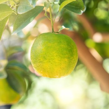 Fresh ripe tangerine mandarin orange on the tree in the orange garden orchard with backlight of sun.