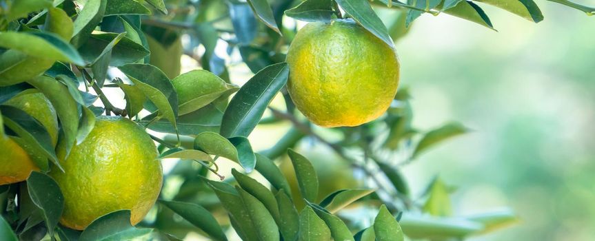 Fresh ripe tangerine mandarin orange on the tree in the orange garden orchard with backlight of sun.