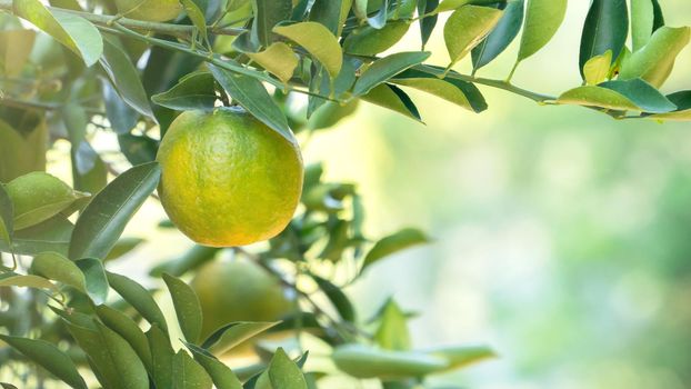 Fresh ripe tangerine mandarin orange on the tree in the orange garden orchard with backlight of sun.
