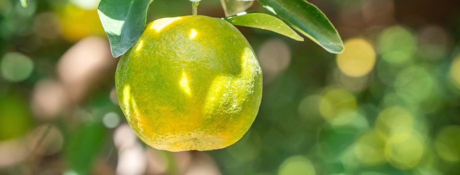 Fresh ripe tangerine mandarin orange on the tree in the orange garden orchard with backlight of sun.