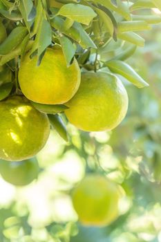 Fresh ripe tangerine mandarin orange on the tree in the orange garden orchard with backlight of sun.