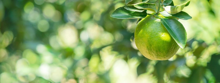 Fresh ripe tangerine mandarin orange on the tree in the orange garden orchard with backlight of sun.