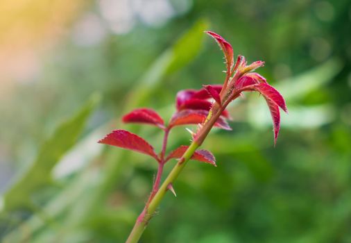 Young shoots of rose trees