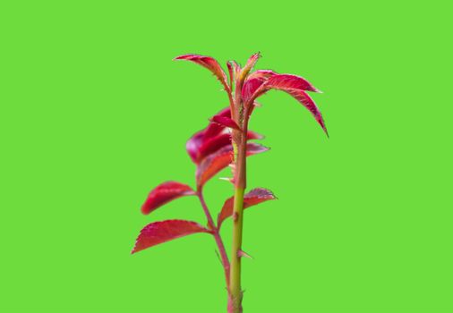 Young shoots of rose trees on a green background