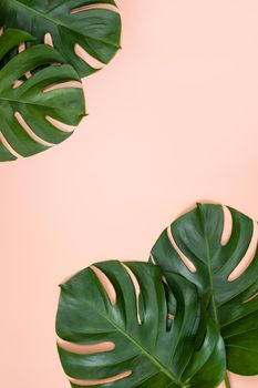 Beautiful tropical palm monstera leaves branch isolated on bright pink background, top view, flat lay, overhead above summer beauty blank design concept.