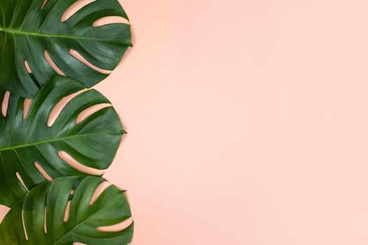 Beautiful tropical palm monstera leaves branch isolated on bright pink background, top view, flat lay, overhead above summer beauty blank design concept.