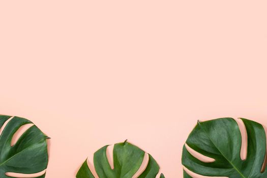 Beautiful tropical palm monstera leaves branch isolated on bright pink background, top view, flat lay, overhead above summer beauty blank design concept.