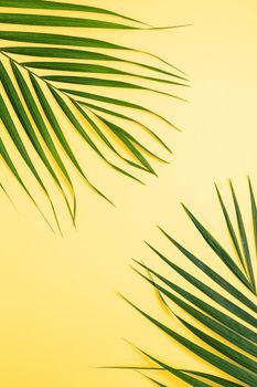 Beautiful tropical palm monstera leaves branch isolated on pastel yellow background, top view, flat lay, overhead above summer beauty blank design concept.