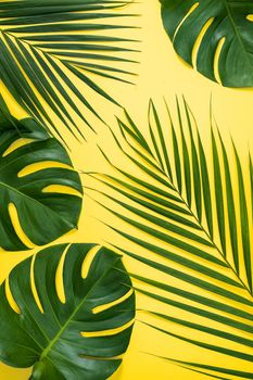 Beautiful tropical palm monstera leaves branch isolated on pastel yellow background, top view, flat lay, overhead above summer beauty blank design concept.