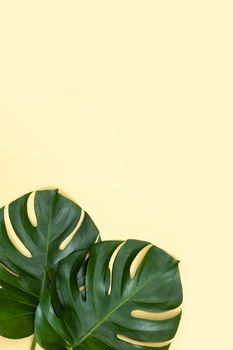 Beautiful tropical palm monstera leaves branch isolated on pastel yellow background, top view, flat lay, overhead above summer beauty blank design concept.