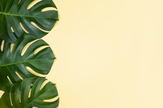 Beautiful tropical palm monstera leaves branch isolated on pastel yellow background, top view, flat lay, overhead above summer beauty blank design concept.