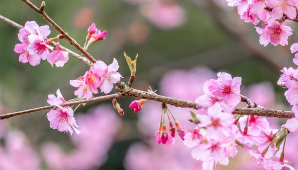 Beautiful cherry blossoms sakura tree bloom in spring in the park, copy space, close up.