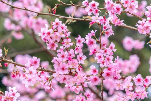 Beautiful cherry blossoms sakura tree bloom in spring in the park, copy space, close up.