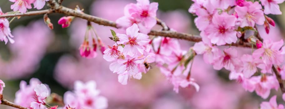Beautiful cherry blossoms sakura tree bloom in spring in the park, copy space, close up.