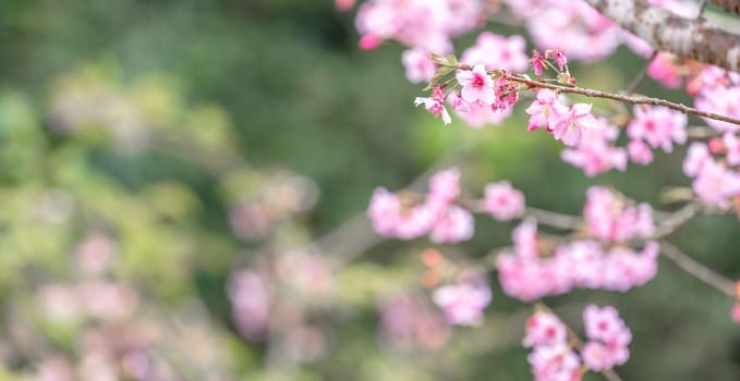 Beautiful cherry blossoms sakura tree bloom in spring in the park, copy space, close up.
