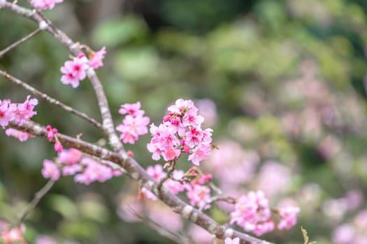 Beautiful cherry blossoms sakura tree bloom in spring in the park, copy space, close up.