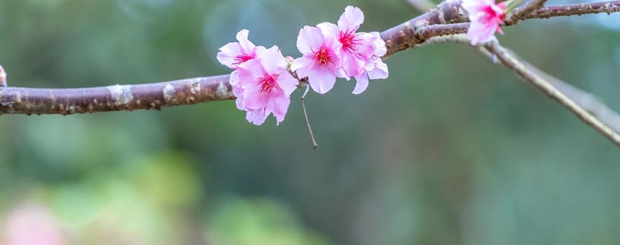 Beautiful cherry blossoms sakura tree bloom in spring in the park, copy space, close up.