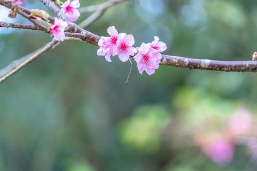 Beautiful cherry blossoms sakura tree bloom in spring in the park, copy space, close up.