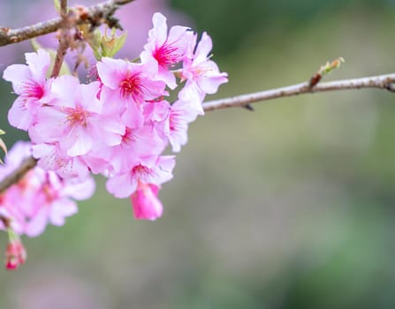 Beautiful cherry blossoms sakura tree bloom in spring in the park, copy space, close up.