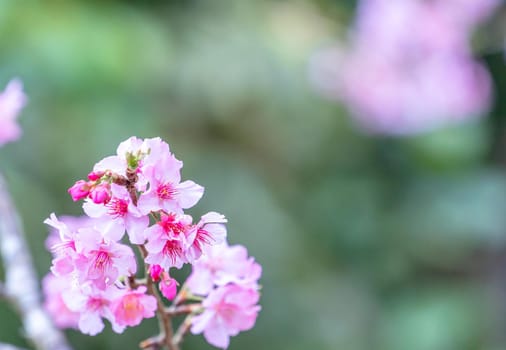 Beautiful cherry blossoms sakura tree bloom in spring in the park, copy space, close up.