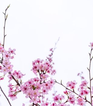 Beautiful cherry blossoms sakura tree bloom in spring isolated on white background, copy space, close up.