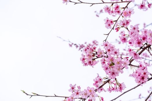 Beautiful cherry blossoms sakura tree bloom in spring isolated on white background, copy space, close up.