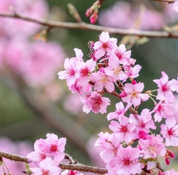 Beautiful cherry blossoms sakura tree bloom in spring in the park, copy space, close up.