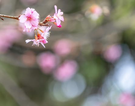 Beautiful cherry blossoms sakura tree bloom in spring in the park, copy space, close up.