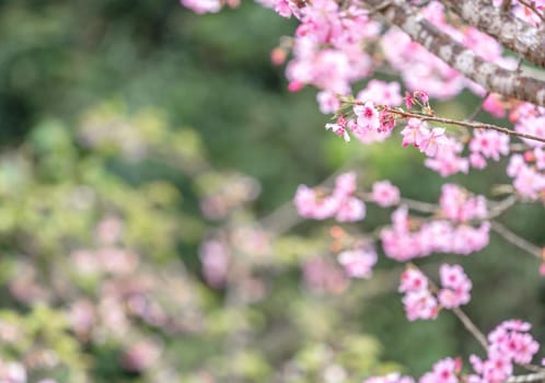 Beautiful cherry blossoms sakura tree bloom in spring in the park, copy space, close up.