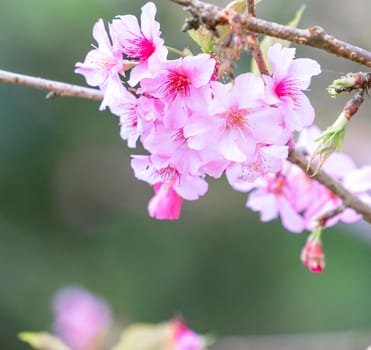 Beautiful cherry blossoms sakura tree bloom in spring in the park, copy space, close up.