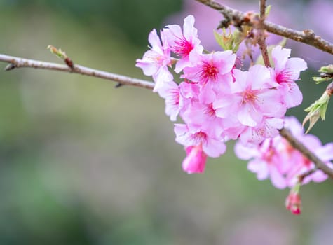 Beautiful cherry blossoms sakura tree bloom in spring in the park, copy space, close up.