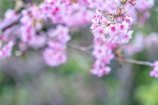 Beautiful cherry blossoms sakura tree bloom in spring in the park, copy space, close up.