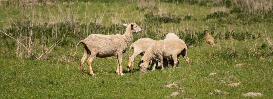 Four sheeps on the beautiful green meadow