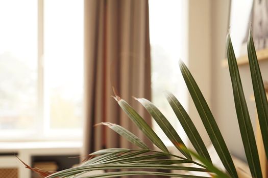 Living space or hotel room in a Scandinavian style. Green plant on blurred background