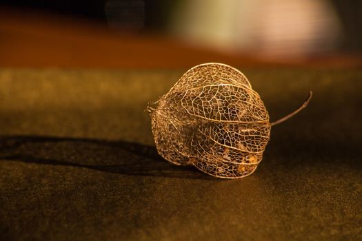 The golden dried skeleton of the husk of the Cape Gooseberry (Physalis peruviana) with seeds inside,