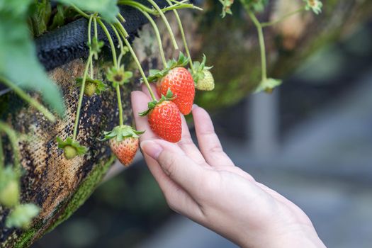 A young woman in blue sweater is collecting up and holding fresh seasonal strawberries in the hands isolated on the garden, concept of organic farming, close up, copy space, macro.