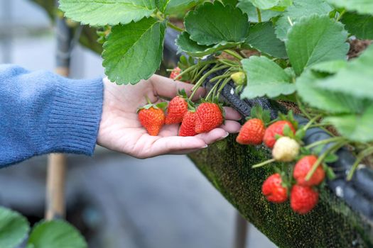 A young woman in blue sweater is collecting up and holding fresh seasonal strawberries in the hands isolated on the garden, concept of organic farming, close up, copy space, macro.