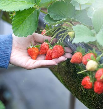 A young woman in blue sweater is collecting up and holding fresh seasonal strawberries in the hands isolated on the garden, concept of organic farming, close up, copy space, macro.