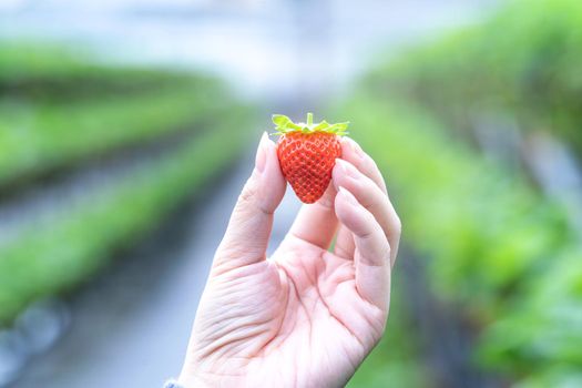A young woman in blue sweater is collecting up and holding fresh seasonal strawberries in the hands isolated on the garden, concept of organic farming, close up, copy space, macro.