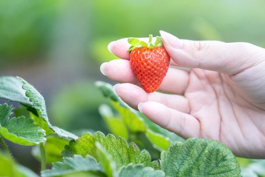 A young woman in blue sweater is collecting up and holding fresh seasonal strawberries in the hands isolated on the garden, concept of organic farming, close up, copy space, macro.