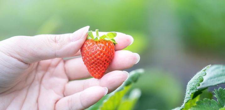 A young woman in blue sweater is collecting up and holding fresh seasonal strawberries in the hands isolated on the garden, concept of organic farming, close up, copy space, macro.