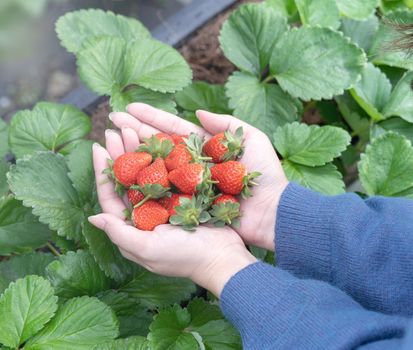 A young woman in blue sweater is picking up and holding fresh seasonal strawberries in the hands isolated on the garden, concept of organic farming, close up, copy space, macro.