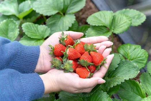 A young woman in blue sweater is picking up and holding fresh seasonal strawberries in the hands isolated on the garden, concept of organic farming, close up, copy space, macro.