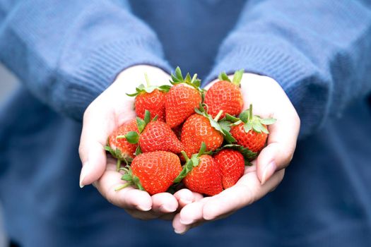 A young woman in blue sweater is picking up and holding fresh seasonal strawberries in the hands isolated on the garden, concept of organic farming, close up, copy space, macro.