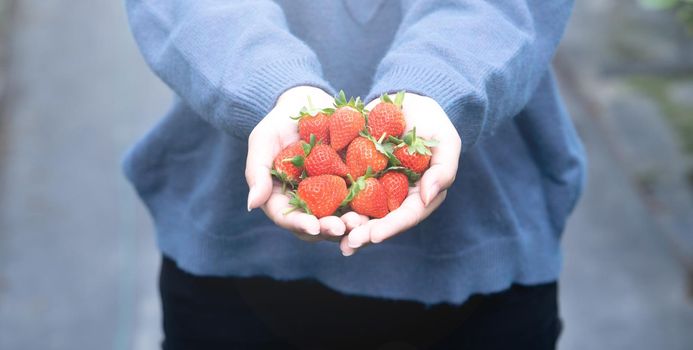 A young woman in blue sweater is picking up and holding fresh seasonal strawberries in the hands isolated on the garden, concept of organic farming, close up, copy space, macro.