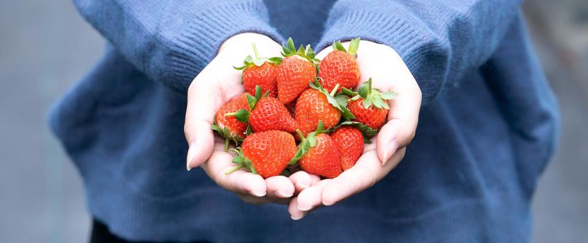 A young woman in blue sweater is picking up and holding fresh seasonal strawberries in the hands isolated on the garden, concept of organic farming, close up, copy space, macro.