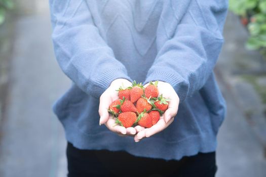 A young woman in blue sweater is picking up and holding fresh seasonal strawberries in the hands isolated on the garden, concept of organic farming, close up, copy space, macro.